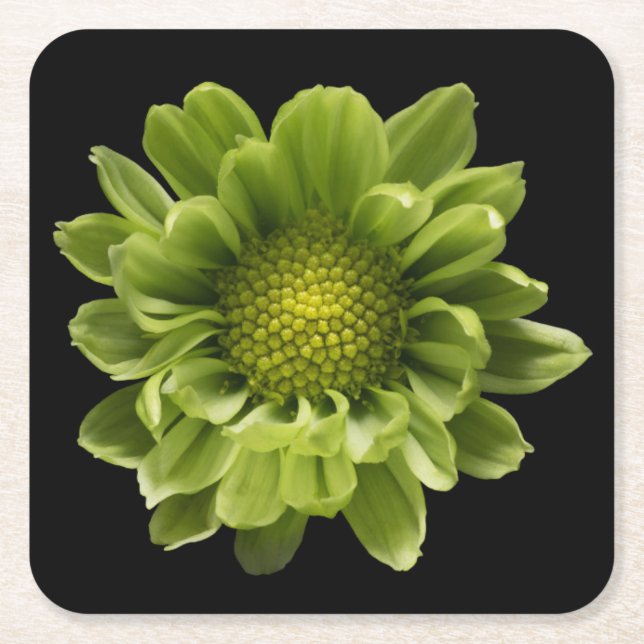 Posavasos Cuadrado De Papel Flowers | Green Chrysanthemum (Anverso)