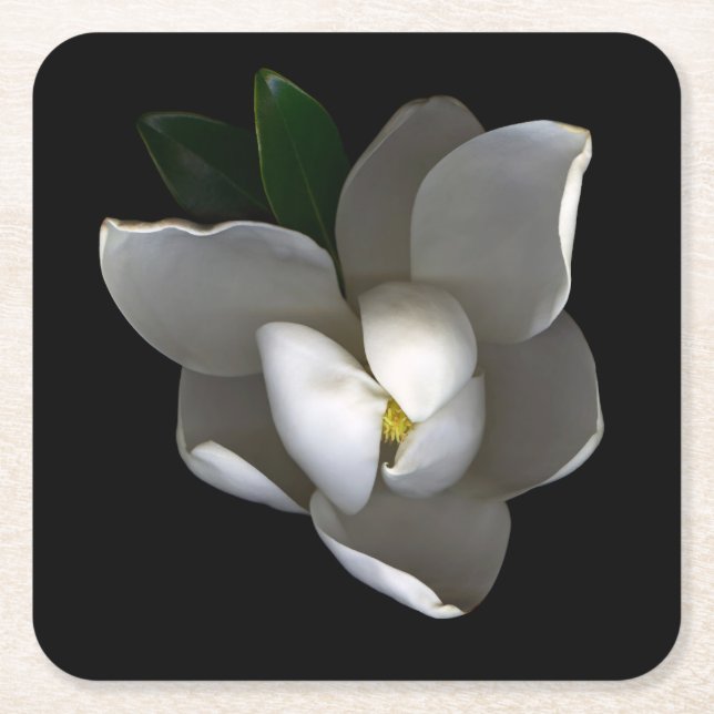 Posavasos Cuadrado De Papel Flowers | Single White Magnolia Blossom (Anverso)