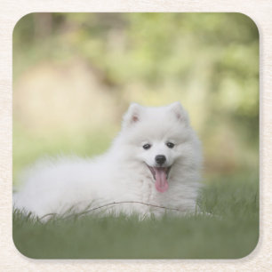 Posavasos Cuadrado De Papel Fluffy White Keeshond Puppy