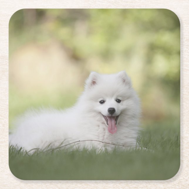 Posavasos Cuadrado De Papel Fluffy White Keeshond Puppy (Anverso)