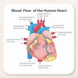 Posavasos Cuadrado De Papel Flujo sanguíneo del corazón humano