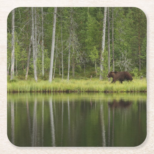 Posavasos Cuadrado De Papel Forests | Bear at Taiga Forest Northern Finland (Anverso)