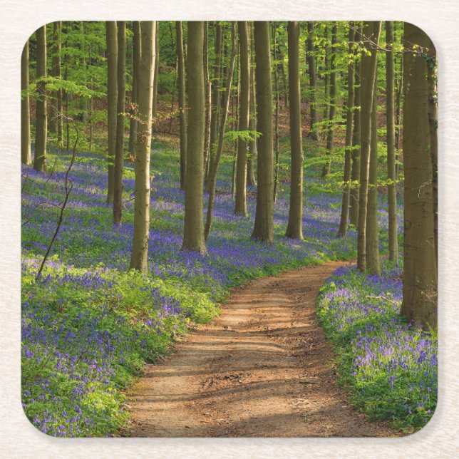 Posavasos Cuadrado De Papel Forests | Bluebell Forest in Belgium (Anverso)