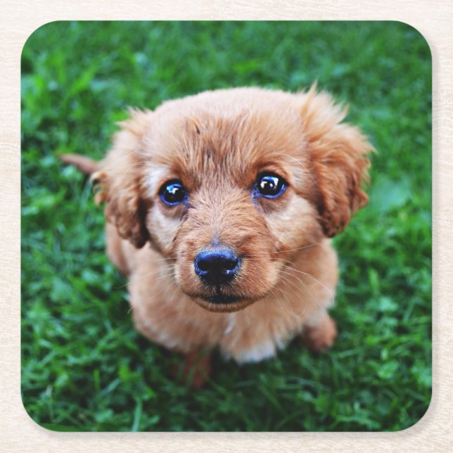 Posavasos Cuadrado De Papel Foto de Cachorro Adorable (Anverso)