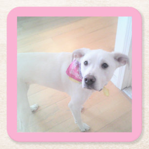 Posavasos Cuadrado De Papel Foto de cara de cachorro blanco dulce y lindo rosa
