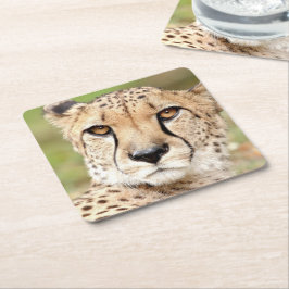 Posavasos Cuadrado De Papel Foto de guepard , gato , animales.