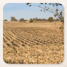 Foto De Iowa Cornfield Panorama