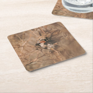 Posavasos Cuadrado De Papel Foto de naturaleza de aves gorriones domésticos en