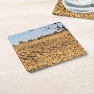 Posavasos Cuadrado De Papel Foto del panorama del campo de maíz de Iowa
