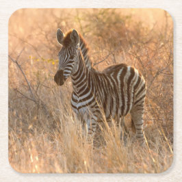 Posavasos Cuadrado De Papel Fotografía de cebra folia en la mañana del amanece