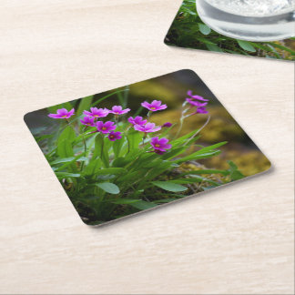 Posavasos Cuadrado De Papel fotografía de la flor Primula maguirei © Sandy Lon
