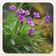 fotografía de la flor Primula maguirei © Sandy Lon