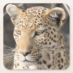 Posavasos Cuadrado De Papel Fotografía de Leopard