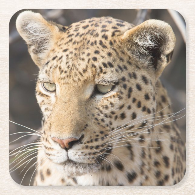 Posavasos Cuadrado De Papel Fotografía de Leopard (Anverso)