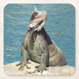 Posavasos Cuadrado De Papel Fotografía de vida salvaje tropical de Iguana en S