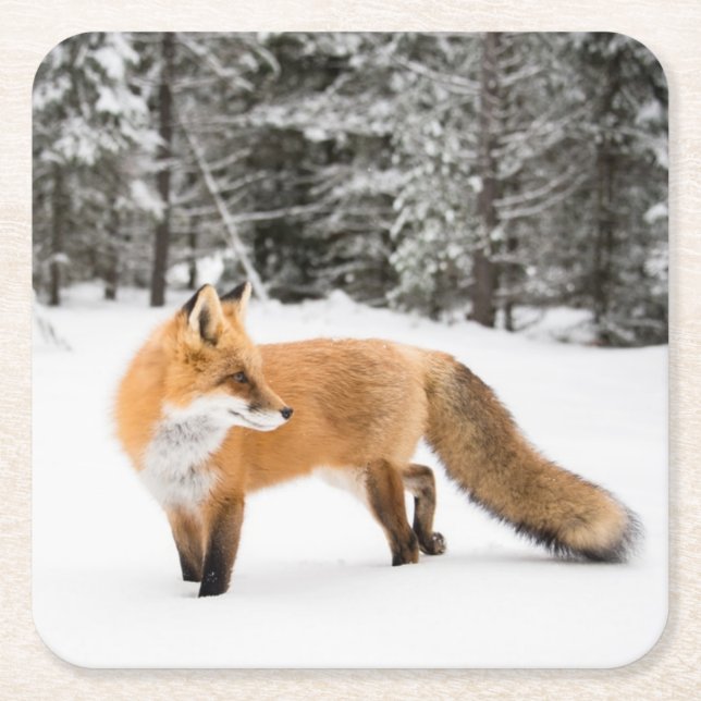 Posavasos Cuadrado De Papel Fox roja en nieve blanca (Anverso)