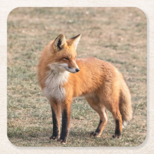 Posavasos Cuadrado De Papel Fox rojo en un campo