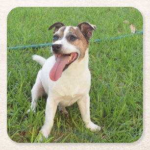 Posavasos Cuadrado De Papel Fox Terrier, Tongue En La Queja,