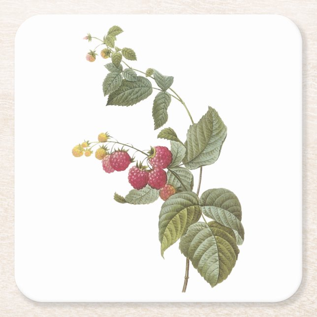 Posavasos Cuadrado De Papel frambuesa (Rubus sp.) de Redouté (Anverso)