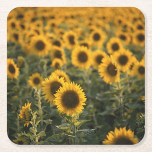 Posavasos Cuadrado De Papel Francia, Vaucluse, campo de girasoles
