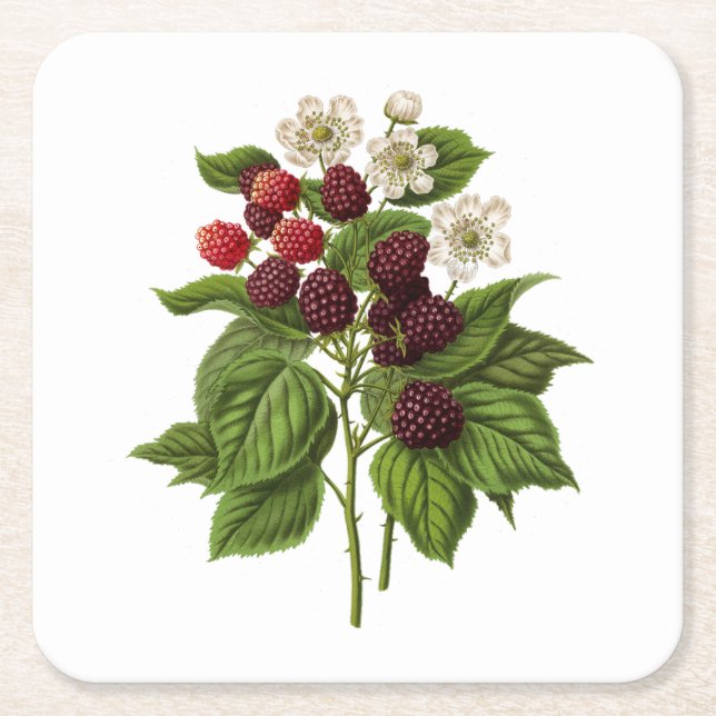 Posavasos Cuadrado De Papel Frutos: Blackberry A014 - (Anverso)