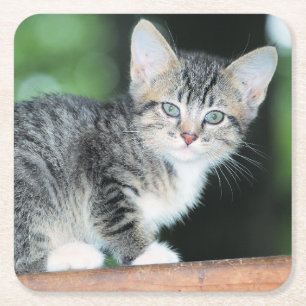 Posavasos Cuadrado De Papel Gatito