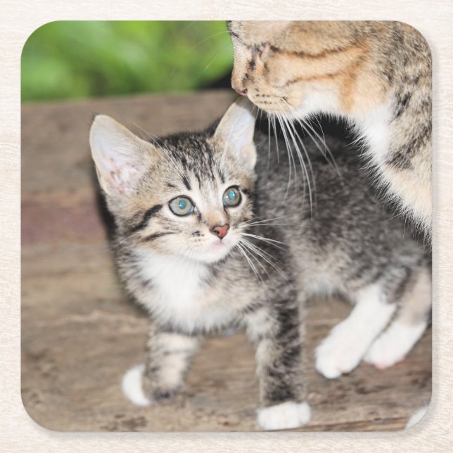 Posavasos Cuadrado De Papel Gatito (Anverso)