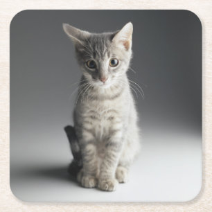 Posavasos Cuadrado De Papel Gatito azul del Tabby