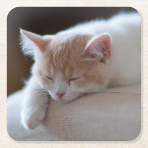 Posavasos Cuadrado De Papel Gatito beige y blanco cansado