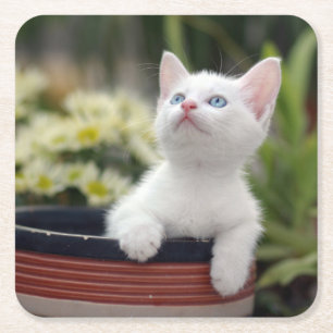 Posavasos Cuadrado De Papel Gatito blanco turco
