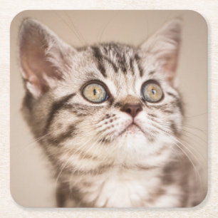 Posavasos Cuadrado De Papel Gatito británico gris lindo del pelo corto (Tabby