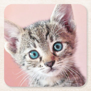 Posavasos Cuadrado De Papel Gatito lindo con los ojos azules