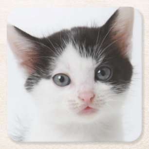 Posavasos Cuadrado De Papel Gatito manchado negro