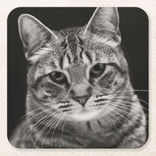 Posavasos Cuadrado De Papel Gatito negro del Tabby