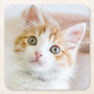 Posavasos Cuadrado De Papel Gatito observado azul dulce