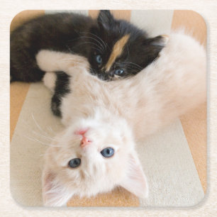 Posavasos Cuadrado De Papel Gatitos blancos y negros