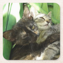 Gatitos lindos acurrucados