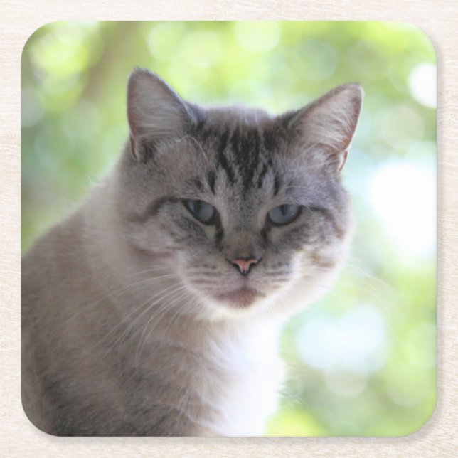 Posavasos Cuadrado De Papel Gato (Anverso)