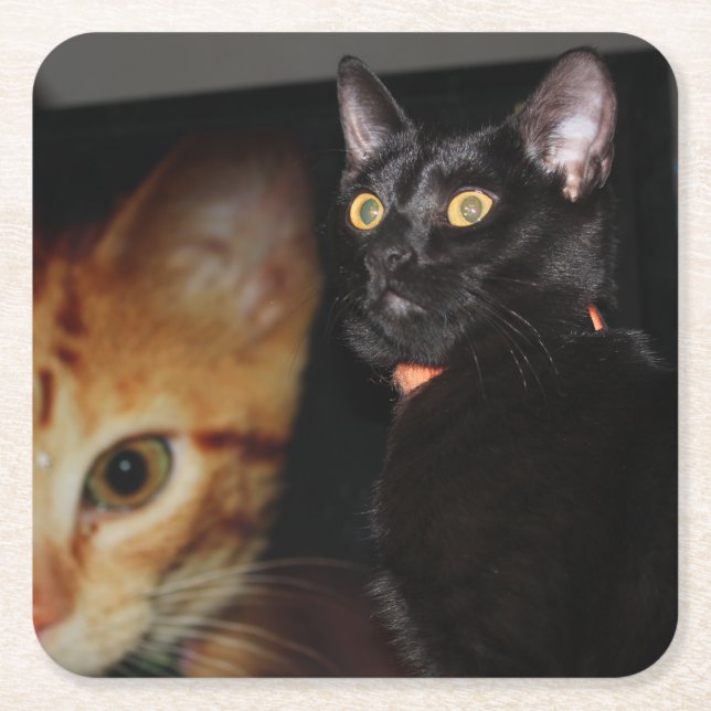 Posavasos Cuadrado De Papel Gato (Anverso)