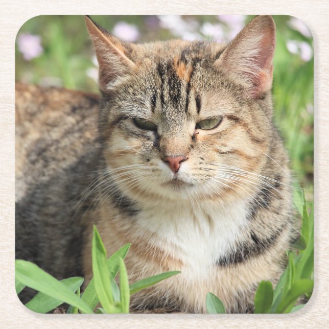 Posavasos Cuadrado De Papel Gato (Anverso)