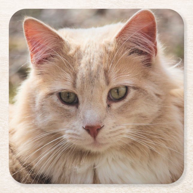 Posavasos Cuadrado De Papel Gato (Anverso)