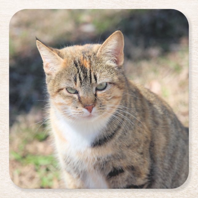 Posavasos Cuadrado De Papel Gato (Anverso)