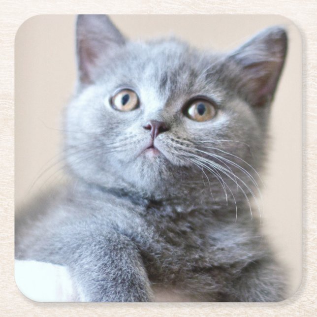 Posavasos Cuadrado De Papel Gato británico gris de Shorthair (Anverso)