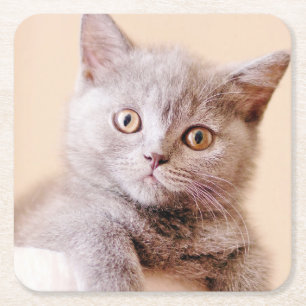 Posavasos Cuadrado De Papel Gato británico lindo de Shorthair