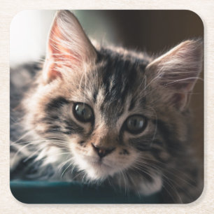 Posavasos Cuadrado De Papel Gato de Tabby masculino joven 2