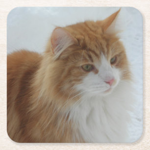 Posavasos Cuadrado De Papel Gato_del_bosque_noruego