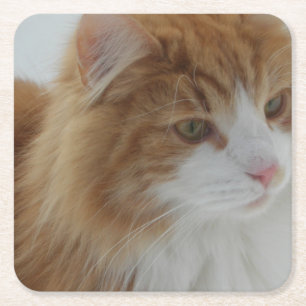 Posavasos Cuadrado De Papel Gato_del_bosque_noruego