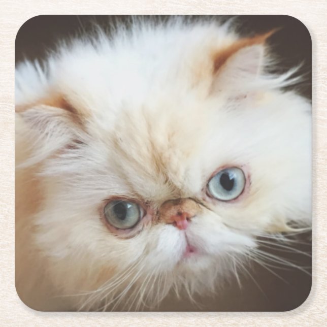 Posavasos Cuadrado De Papel Gato en una caja (Anverso)