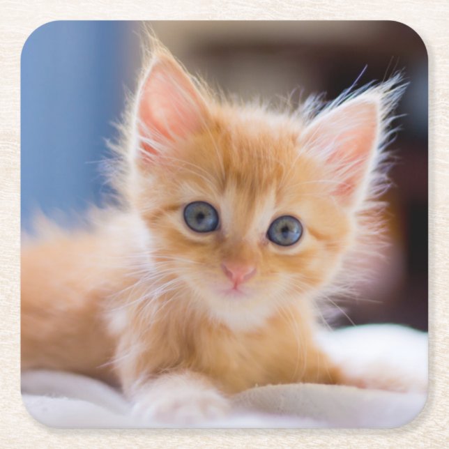 Posavasos Cuadrado De Papel Gato lindo con los ojos azules (Anverso)
