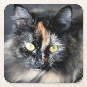 Posavasos Cuadrado De Papel Gato siberiano